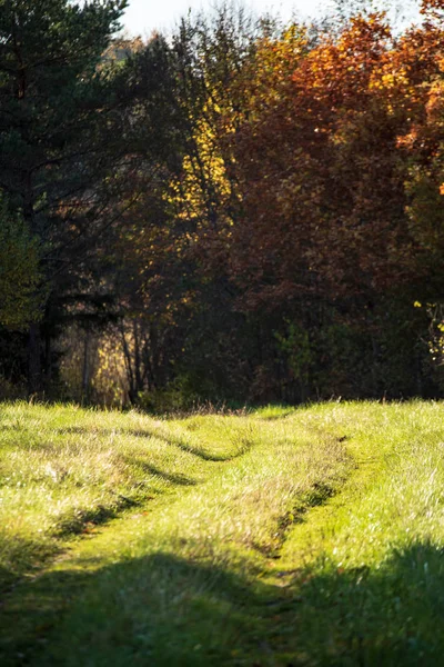 güneşli bir günde doğada sonbahar renkli altın ağaç yaprakları