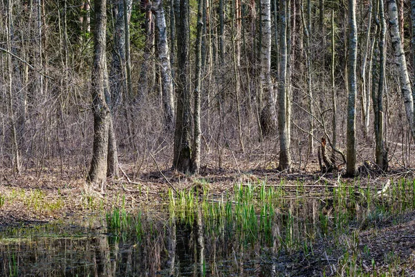 huş ağacı ve aspen ağacı ilk baharda ilk yaprakları yumurtadan ile büyümek
