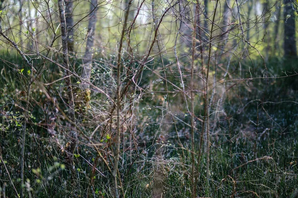 ilkbaharda taze yeşil orman ağaçları