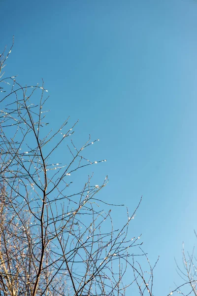 Замерзлі гілки дерева з морозом на фоні блакитного неба — стокове фото