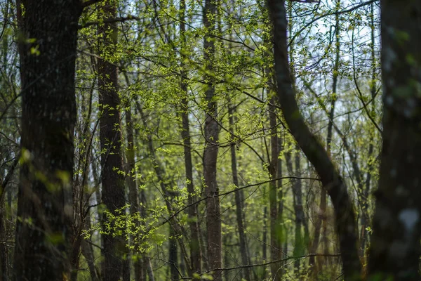 Tavaszi friss zöld erdei fák — Stock Fotó