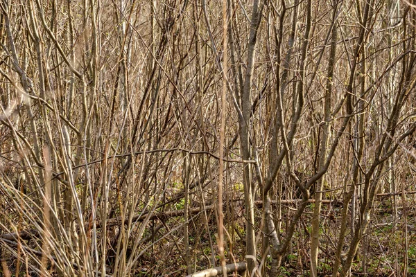 Rami di albero nudi all'inizio della primavera senza foglie nella giornata grigia — Foto Stock