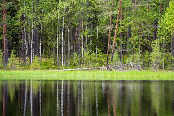 Свежий зеленый лес вокруг деревенского озера с деревьями — стоковое фото