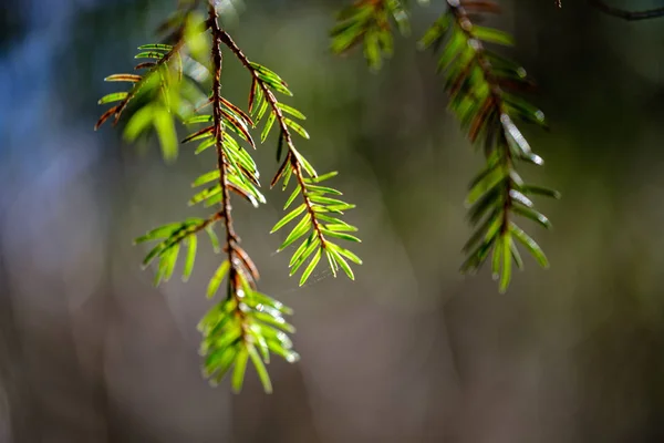 Giovane primavera fresca verde abete rosso foresta in giornata di sole — Foto Stock