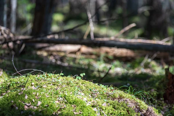 Темно-таинственный еловый лес с камнями и мхом — стоковое фото