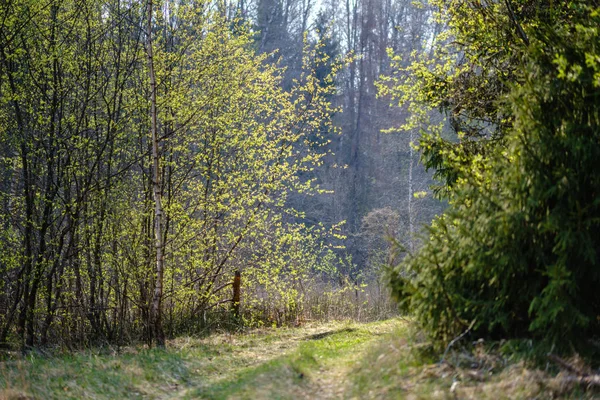 Prázdná štěrková cesta v lese se slunečními paprsky a stíny — Stock fotografie