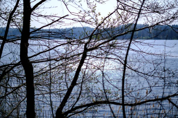 Frühlingsbaumzweige mit kleinen frischen Blättern über dem Wasserkörper bac — Stockfoto