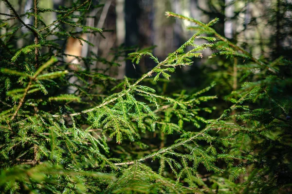 Mladý svěží jaro zelený smrk strom les v slunečný den — Stock fotografie