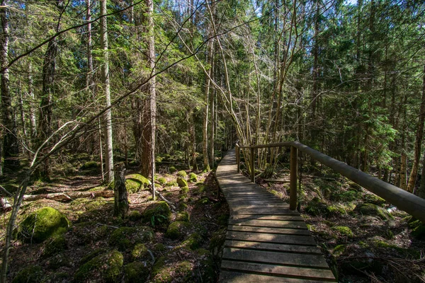 Темний таємничий ялиновий ліс з камінням і мохом — стокове фото