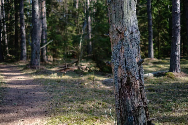 Strada di polvere di ghiaia vuota nella foresta con raggi di sole e ombre — Foto Stock