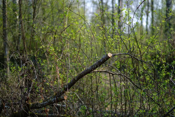 Prime foglie verdi fresche sugli alberi in primavera — Foto Stock
