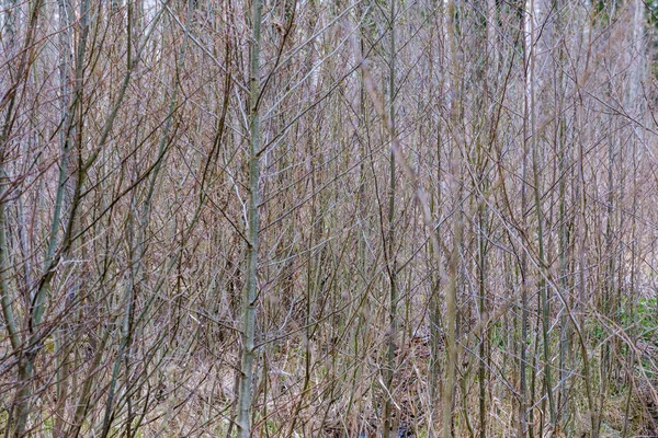 Rami di albero nudi all'inizio della primavera senza foglie nella giornata grigia — Foto Stock