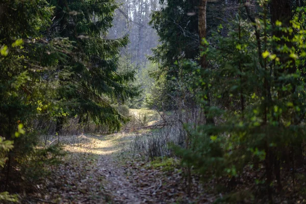 Strada di polvere di ghiaia vuota nella foresta con raggi di sole e ombre — Foto Stock