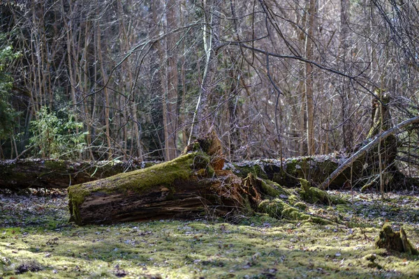 Troncs d'arbres secs au printemps forestier — Photo