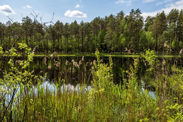 Bosque verde fresco alrededor del lago de campo con reflejos de árbol — Foto de Stock