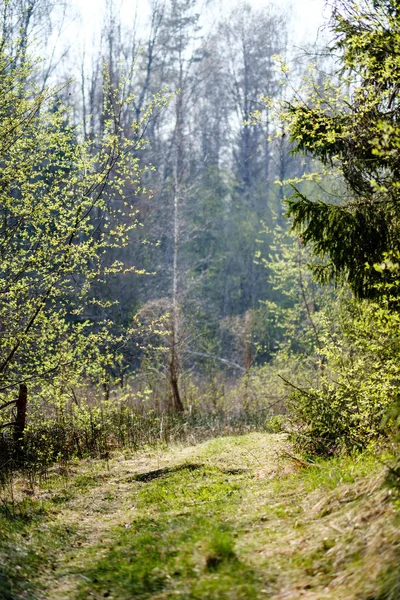 Свіжі зелені лісові дерева навесні — стокове фото