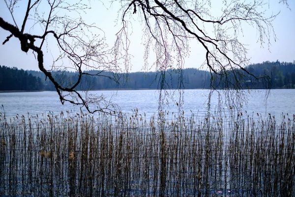 Ελατήρια δέντρο κλαδιά με μικρά φρέσκα φύλλα πάνω από το νερό του σώματος BAC — Φωτογραφία Αρχείου