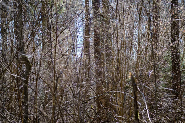 Suche pnie drzew na wiosnę leśną — Zdjęcie stockowe