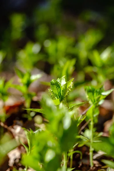 Перші свіжі зелені паростки трави навесні — стокове фото