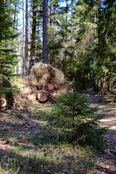 Jovem fresco primavera verde abeto árvore floresta no dia ensolarado — Fotografia de Stock