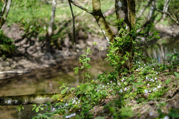 Rots bedekt rivierbed in bos met laag waterpeil — Stockfoto