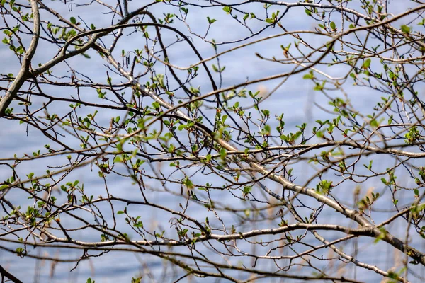 Гілки весняної ялинки з дрібним свіжим листям над спиною тіла води — стокове фото