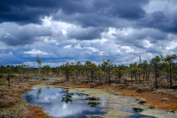 Lago floresta cercada por troncos de árvores e ramos sem licença — Fotografia de Stock