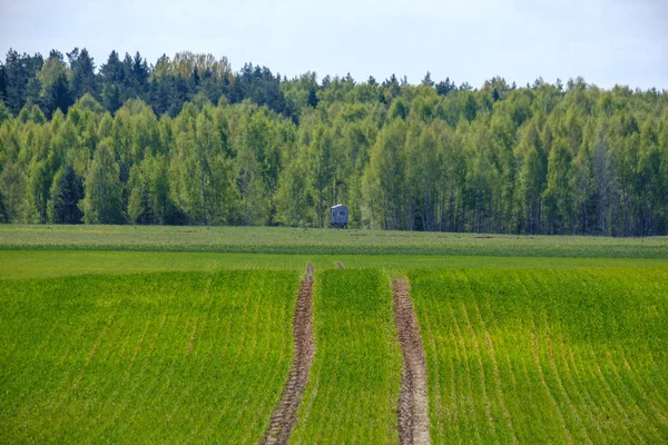 Zielone pola rolnictwa w okresie wiosennym — Zdjęcie stockowe