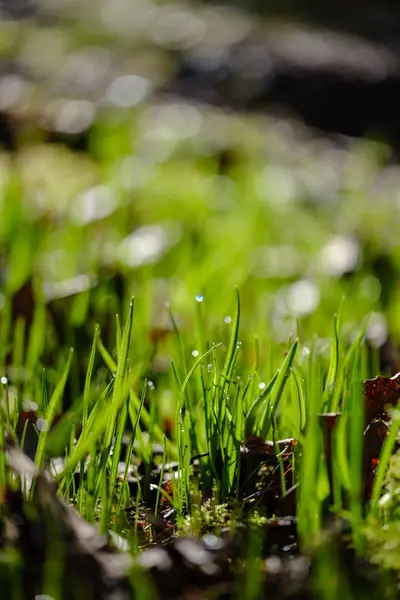 První čerstvé zelené travnaté kapusty na jaře — Stock fotografie