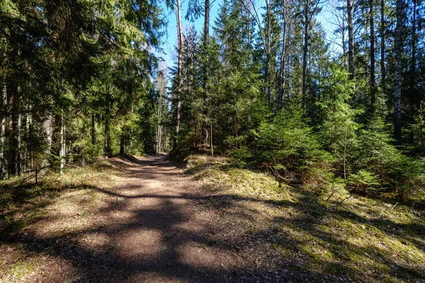 Jong vers voorjaar groen sparren bos in zonnige dag — Stockfoto