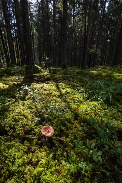 Sottobosco di pini ricoperto di muschio — Foto Stock