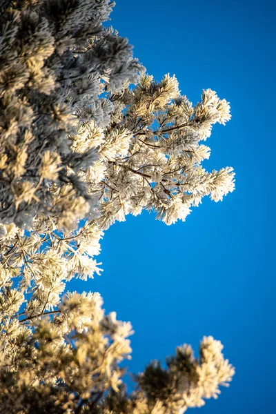 Bevroren boomtakken met vorst op blauwe hemel achtergrond — Stockfoto