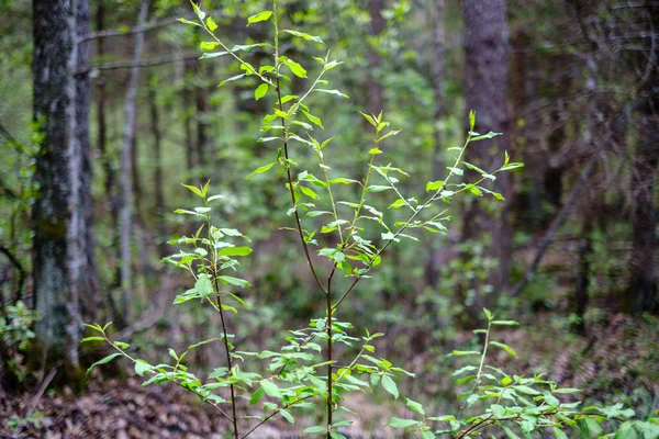 Primeiras folhas verdes frescas em árvores na primavera — Fotografia de Stock