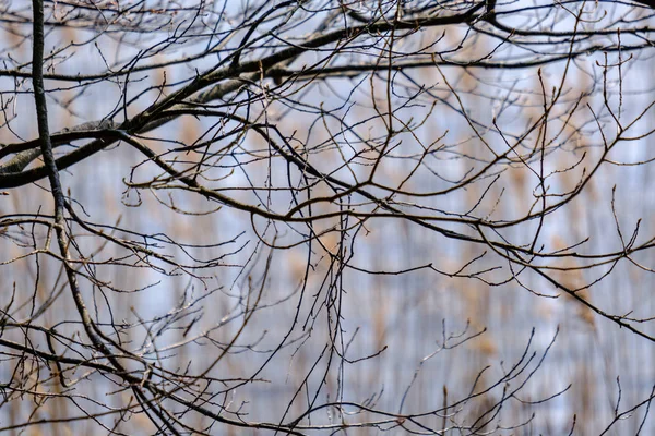 Ramos de árvore de primavera com pequenas folhas frescas sobre o corpo de água bac — Fotografia de Stock