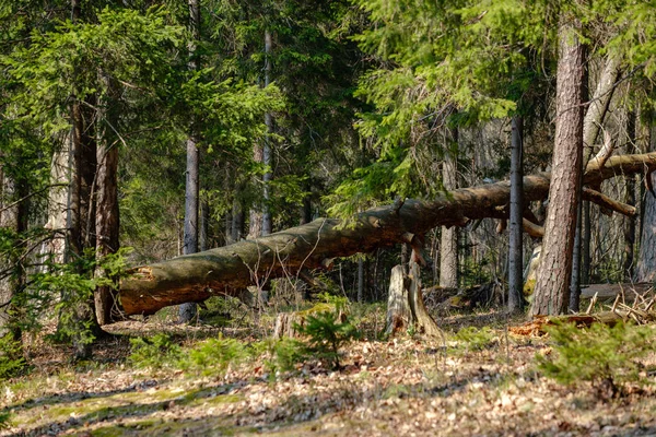 Mladý svěží jaro zelený smrk strom les v slunečný den — Stock fotografie