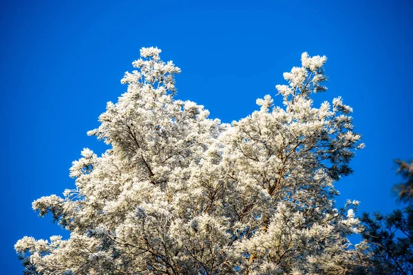 Rami di albero congelati con gelo su sfondo cielo blu — Foto Stock