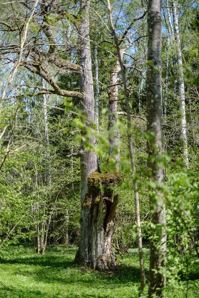 Nagy tölgyfa a tavaszi zöld erdőben — Stock Fotó