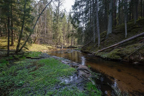 Düşük su seviyesi ile ormanda kaya kaplı nehir yatağı — Stok fotoğraf