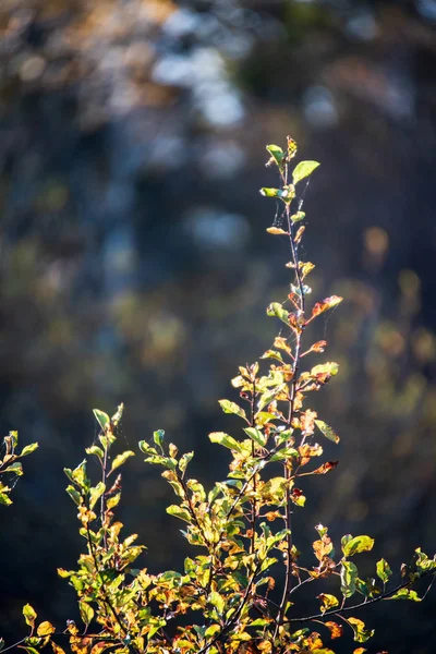 Hojas de árbol dorado de color otoño en la naturaleza en el día soleado —  Fotos de Stock