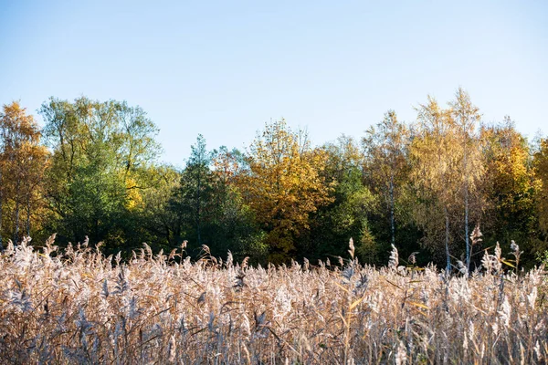 Autumn colored golden tree leaves in nature in sunny day — Stock Photo, Image