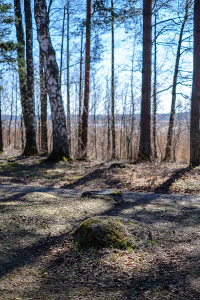 Prázdná štěrková cesta v lese se slunečními paprsky a stíny — Stock fotografie