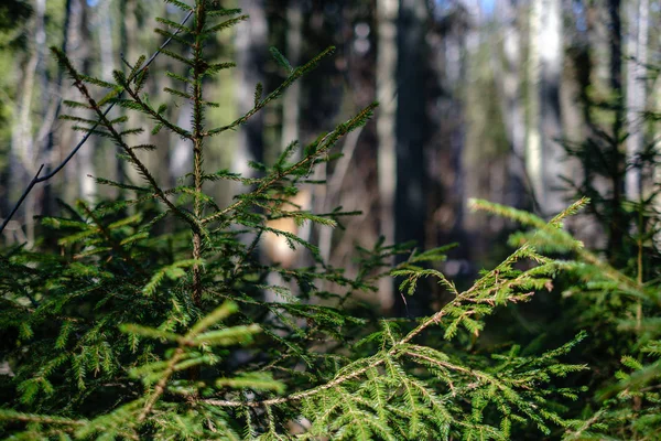 Mladý svěží jaro zelený smrk strom les v slunečný den — Stock fotografie