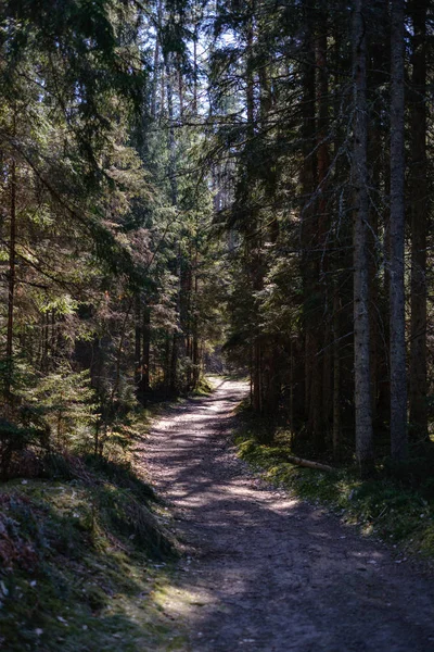 empty gravel dust road in forest with sun rays and shadows