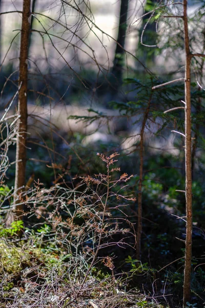 Молодые свежие весенние зеленые еловые леса в солнечный день — стоковое фото