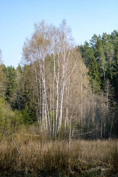 Свежие зеленые деревья весной — стоковое фото