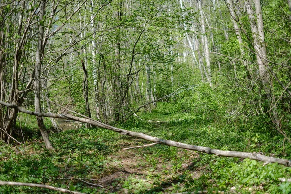 Árvores verdes frescas da floresta na primavera — Fotografia de Stock