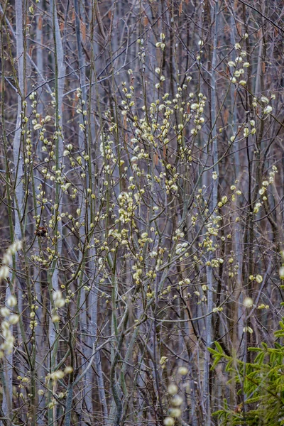 灰色の日に葉のない早春の裸の木の枝 — ストック写真