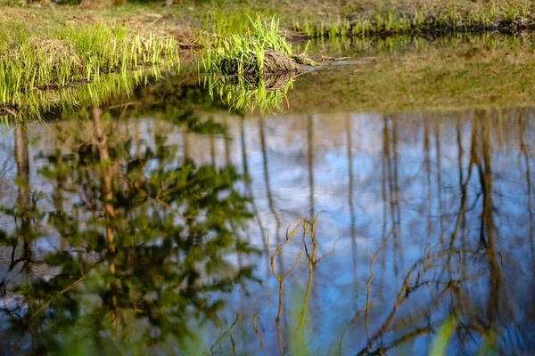 Lago del bosque rodeado de troncos de árboles y ramas sin permiso — Foto de Stock