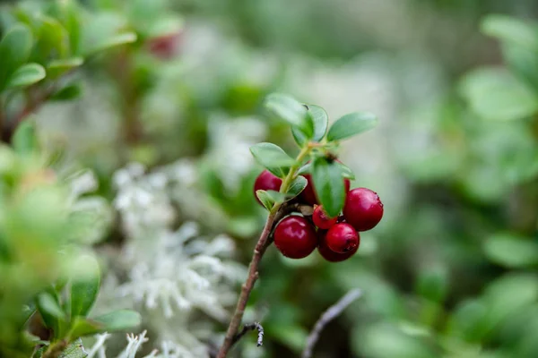 Mirtilli rossi di mirtillo rosso che crescono nel muschio nella foresta — Foto Stock