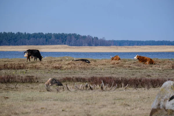 春には野生の牛が放牧され — ストック写真